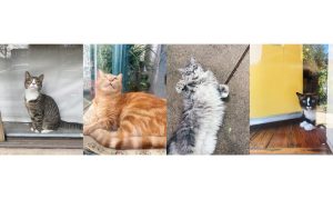 Four cats in four different backgrounds